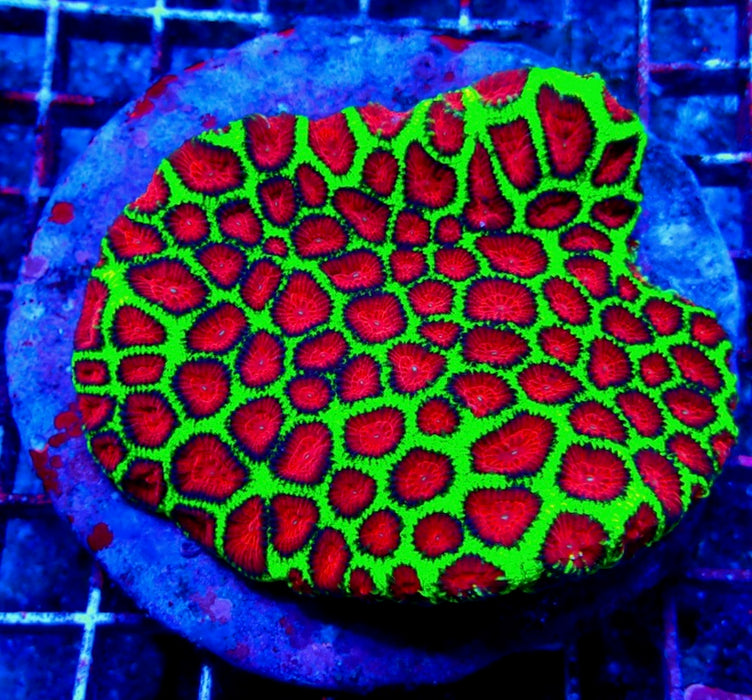 Favia Premium Colony