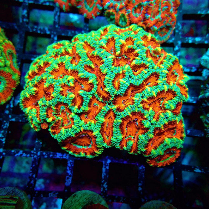 Acan Lord Coral Colony