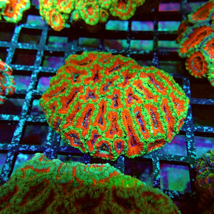Acan Lord Coral Colony