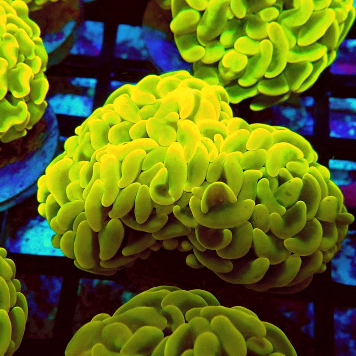 Euphyllia Cannary Yellow Hammer (Australia)