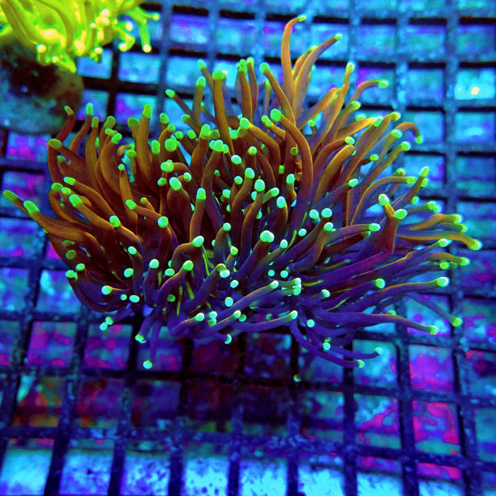 Euphyllia Black Tiger Torch (Double Head)