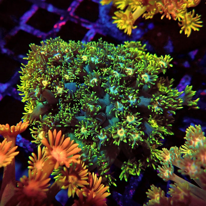 Multicolored Goniopora Colony