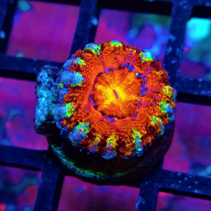 Acan lord Captive Spawn Baby Rainbow