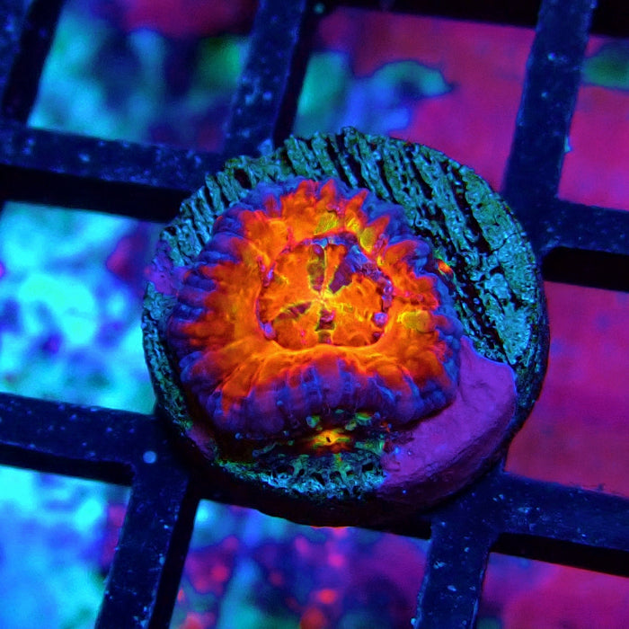 Acan lord Captive Spawn Baby Rainbow