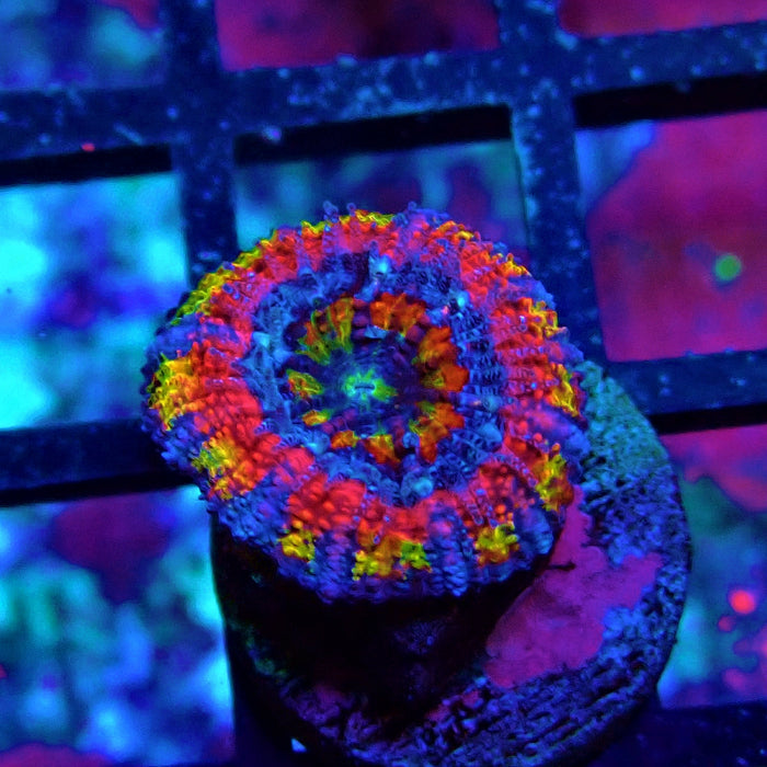 Acan lord Captive Spawn Baby Rainbow