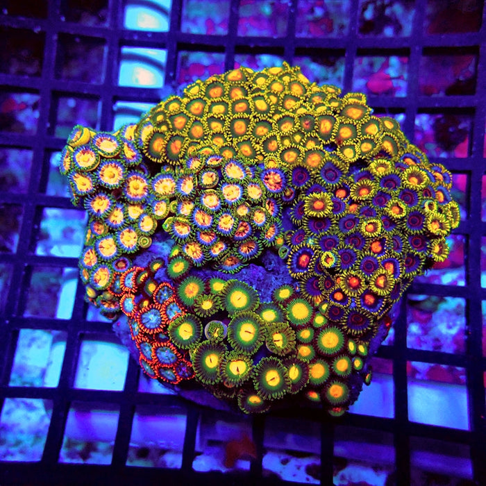 Ultra Zoas Colony Mix