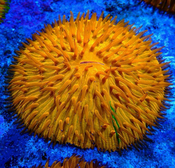 Plate Coral Fungia Ultra Premium