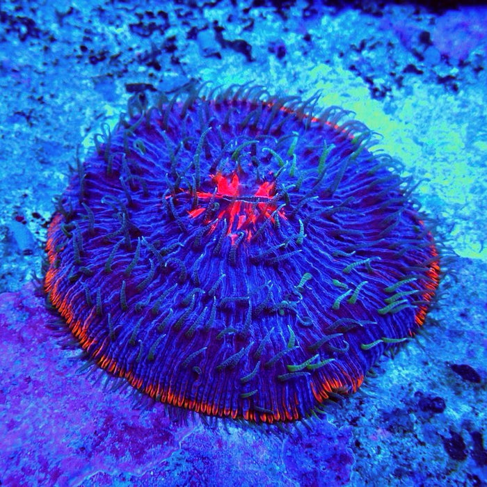 Plate Coral Fungia Ultra Premium