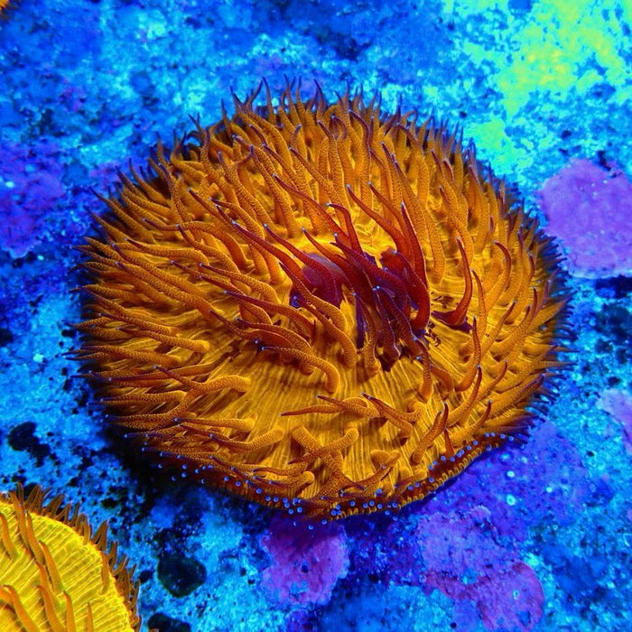 Plate Coral Fungia Ultra Premium