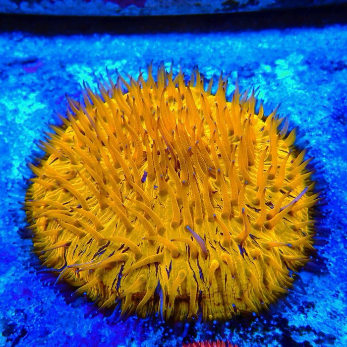 Plate Coral Fungia Ultra Premium