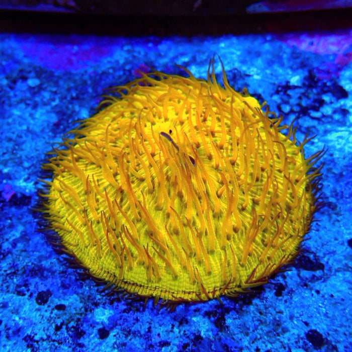 Plate Coral Fungia Ultra Premium