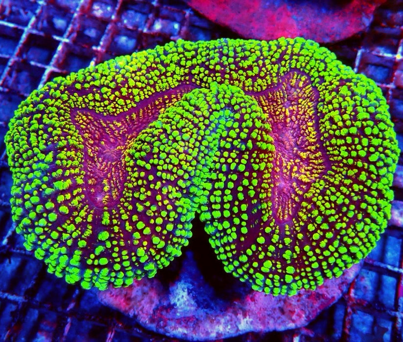 Lobophyllia Colony