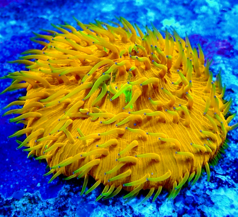 Fungia Ultra Premium