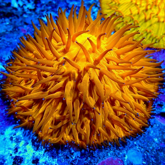 Fungia Ultra Premium