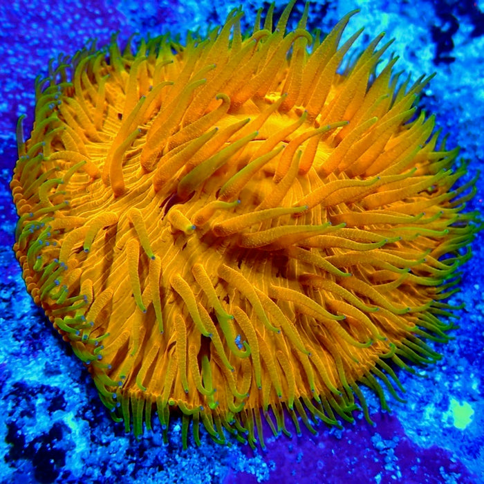 Fungia Ultra Premium