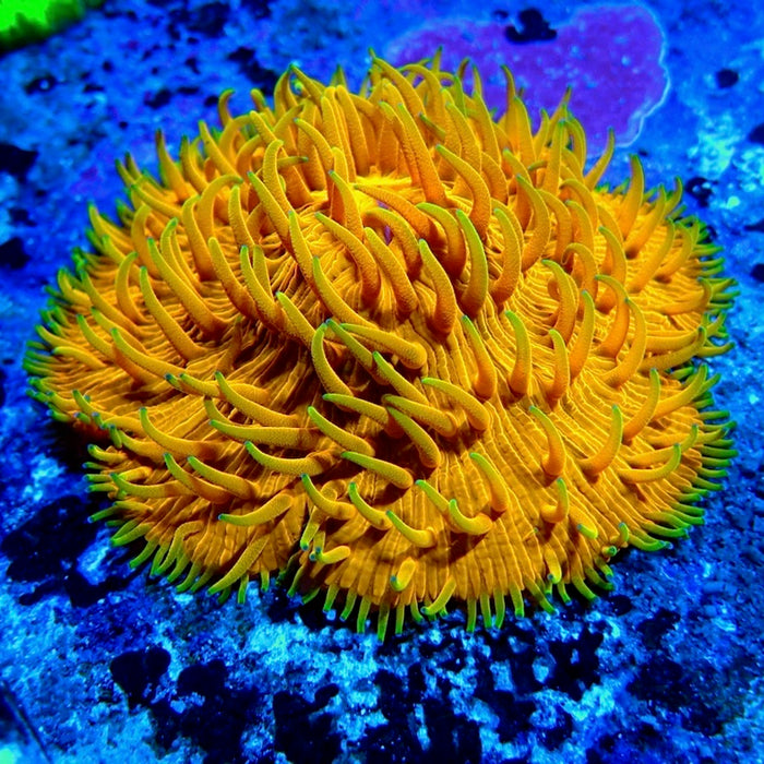 Fungia Ultra Premium