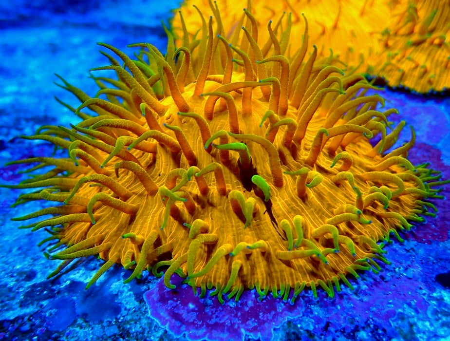 Fungia Ultra Premium