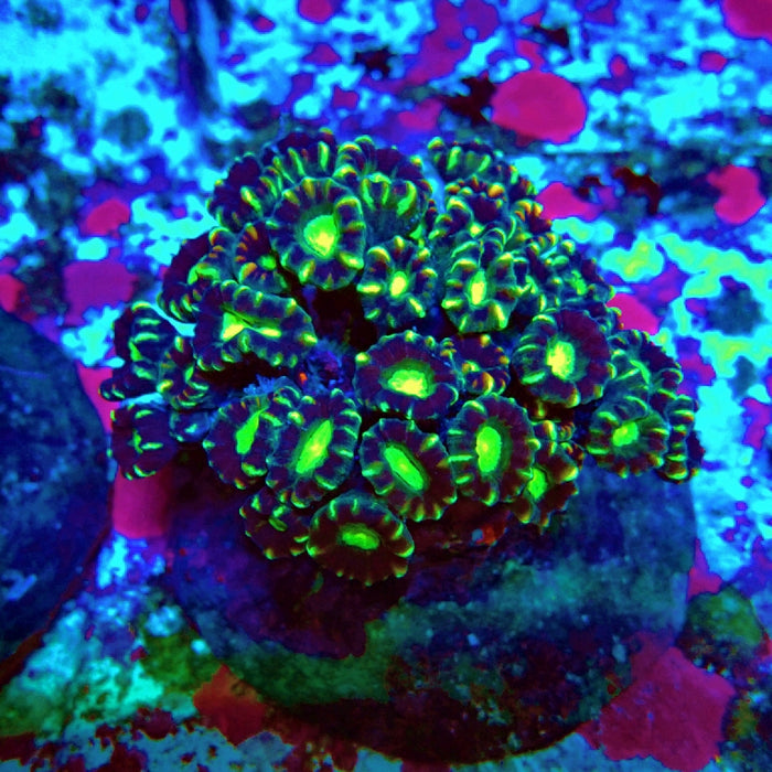 Candy Cane Premium Colony