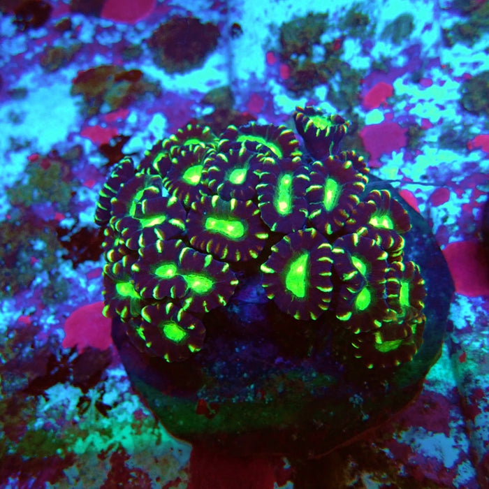 Candy Cane Premium Colony