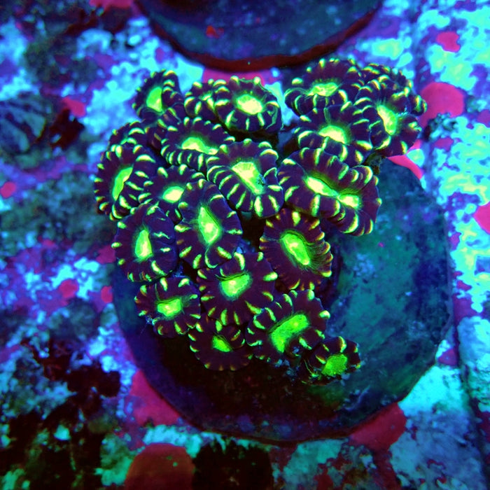 Candy Cane Premium Colony