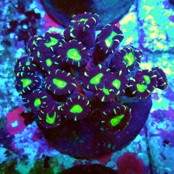 Candy Cane Premium Colony