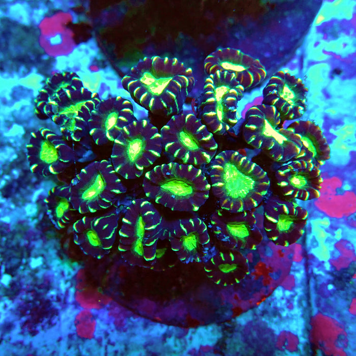 Candy Cane Premium Colony