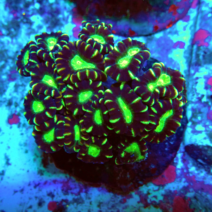 Candy Cane Premium Colony