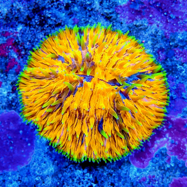 Plate Coral Fungia  Premium