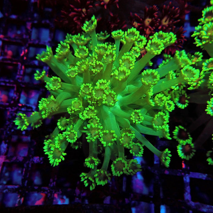 Colorful Green Goniopora Colony