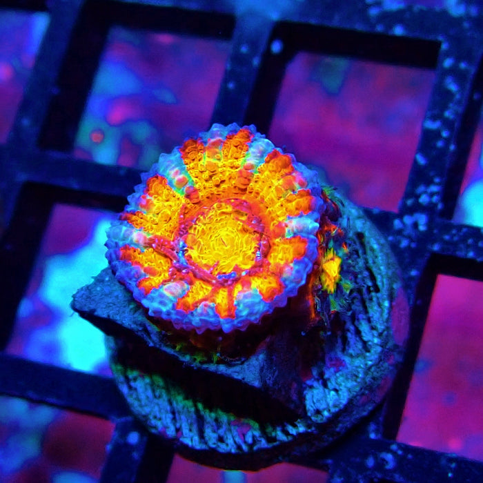 Acan lord Captive Spawn Baby Rainbow