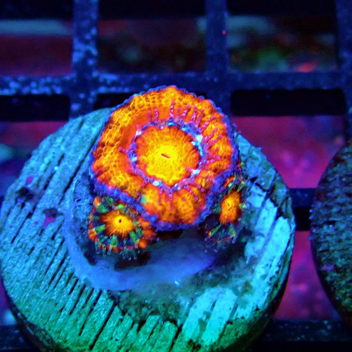 Acan lord Captive Spawn Baby Rainbow