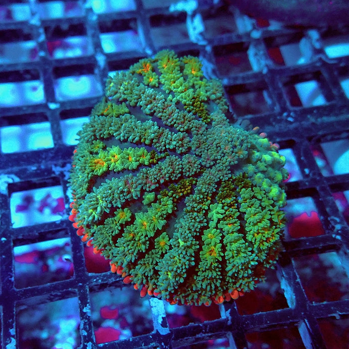 Frankenstein's Bride Mushroom