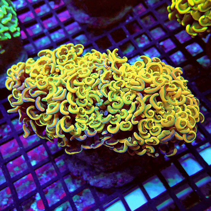 Euphyllia Wall Hammer