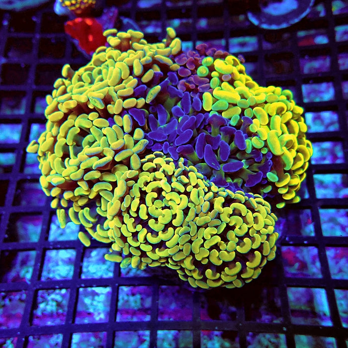 Euphyllia Super Mix Branch Hammer