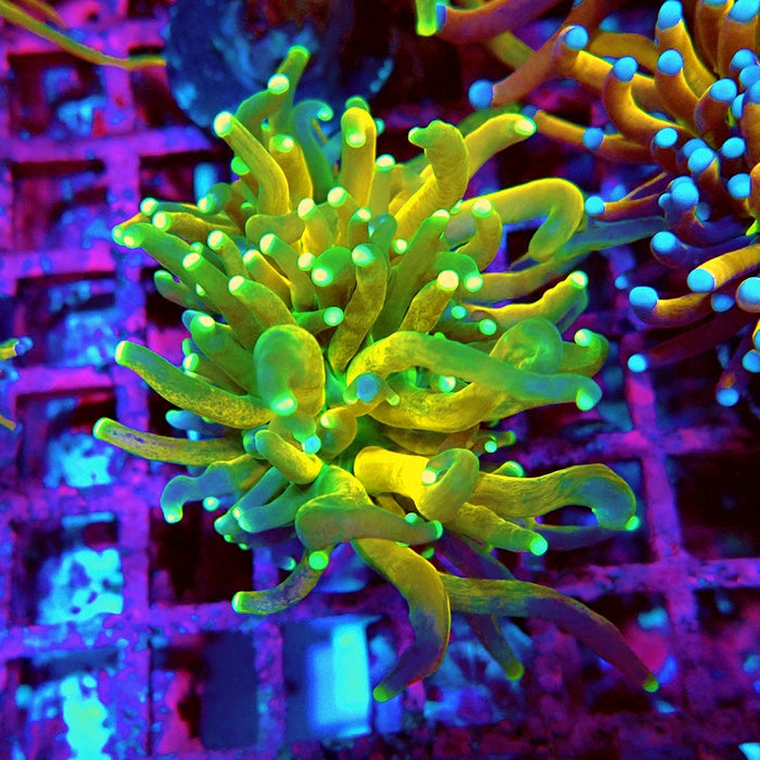 Euphyllia Tiger Torch