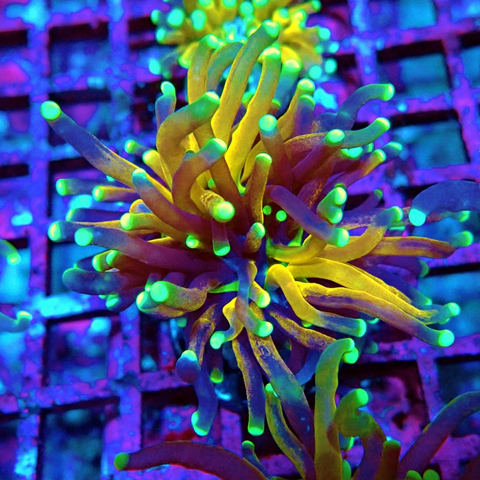Euphyllia Tiger Torch