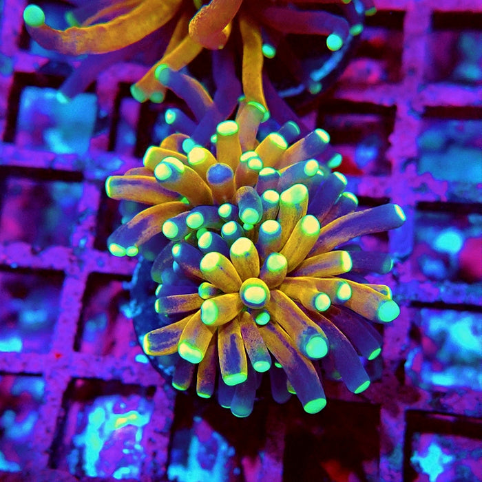 Euphyllia Tiger Torch Reverse Premium