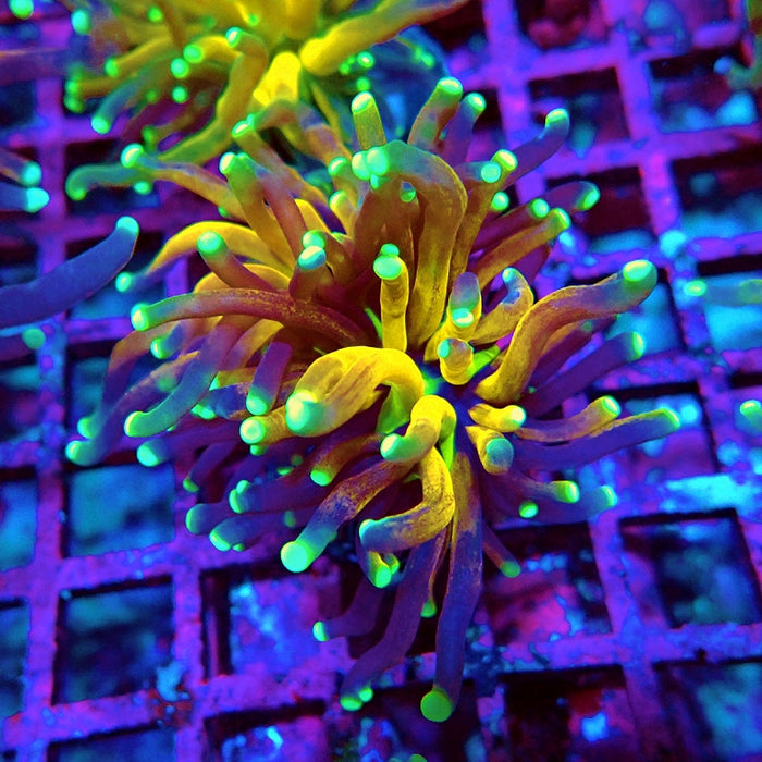 Euphyllia Tiger Torch Reverse Premium