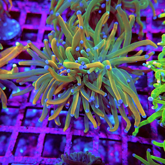 Euphyllia Holy Grail Reverse