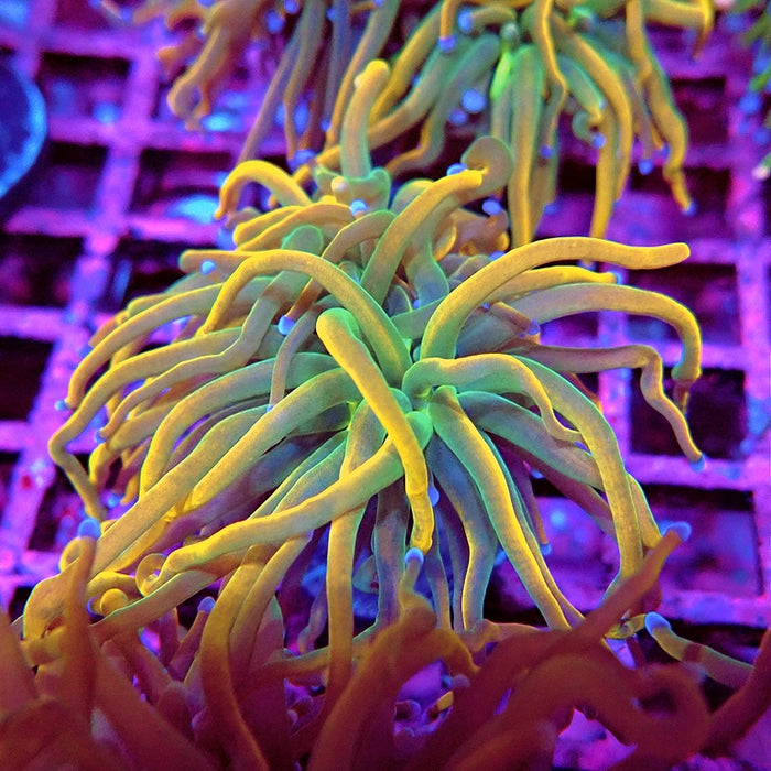 Euphyllia Holy Grail Reverse