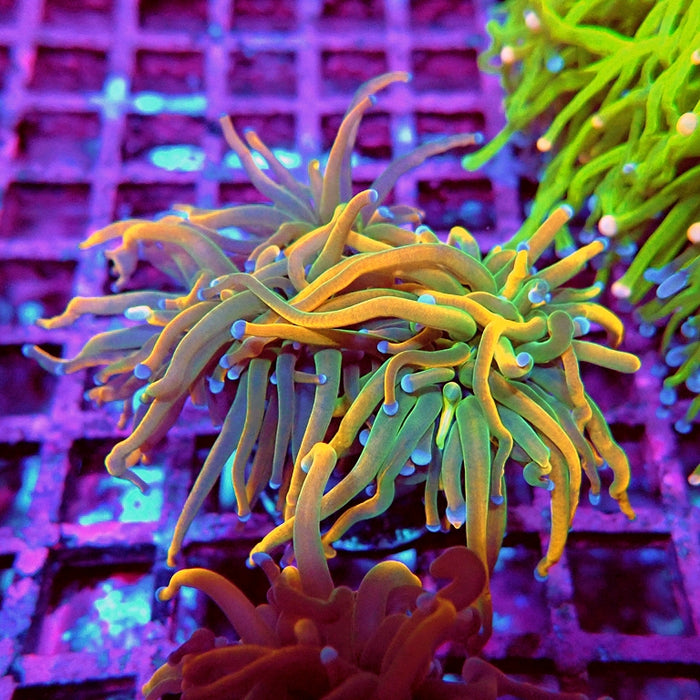 Euphyllia Holy Grail Reverse