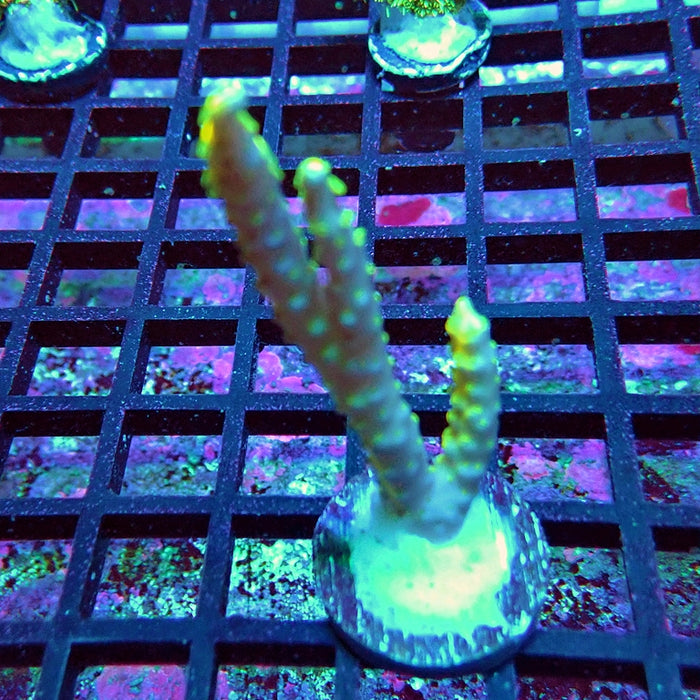 Anacropora Mustard