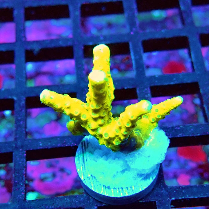 Anacropora Mustard