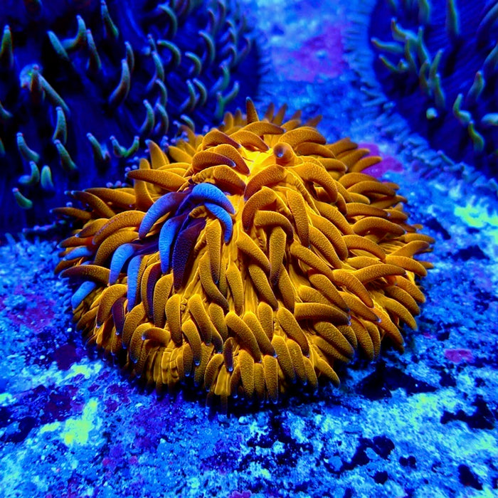 Fungia Ultra Premium