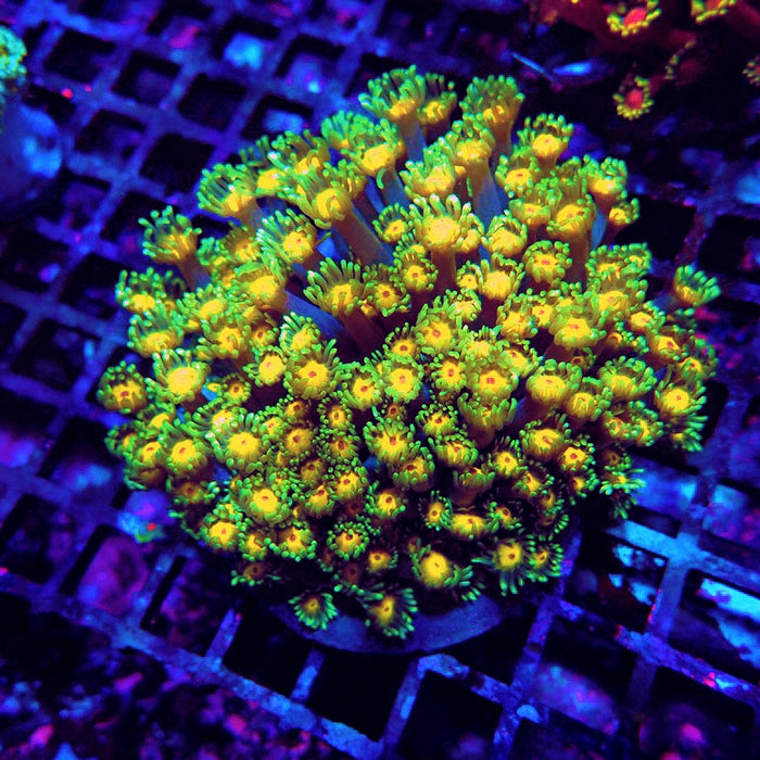 Goniopora Premium Mini Colony