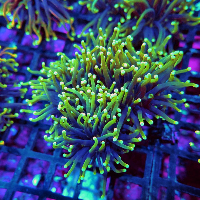 Euphyllia Dragon Soul 3 Heads