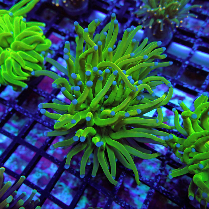Euphyllia Holy Grail Torch