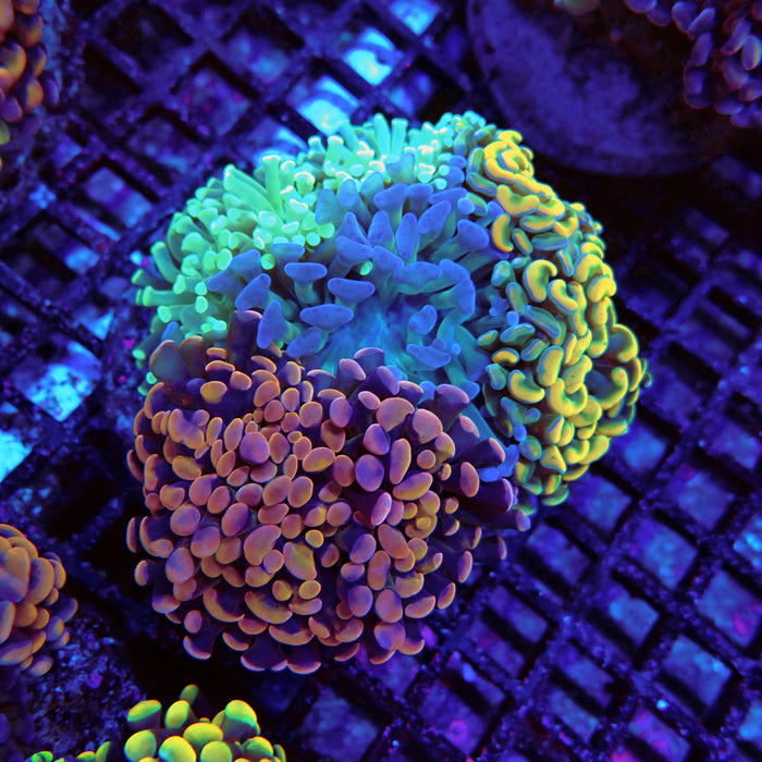 Rainbow Mix Branching Hammer Colony
