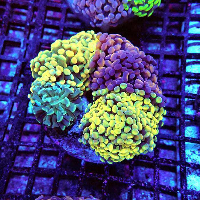 Rainbow Mix Branching Hammer Colony