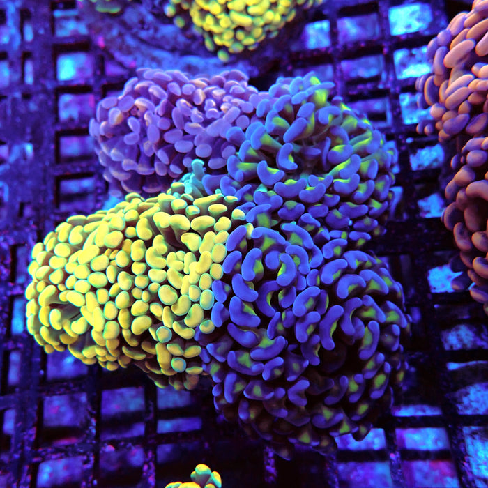 Rainbow Mix Branching Hammer Colony